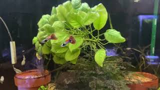 Red Mosaic Guppies [upl. by Llerrut907]