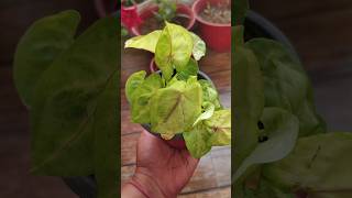 Km dhoop wale 5 beautiful plant ♥️♥️indoorplants balconygarden [upl. by Assened]