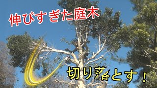 【空き家】大きくなりすぎた庭木のお手入れ【頭落とし】 [upl. by Melburn]