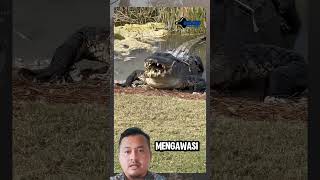 Kurakura berada di mulut buaya 😱😱 [upl. by Viveca]