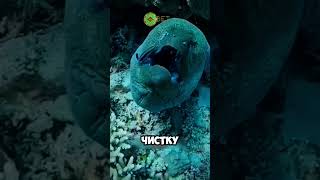 это рыба чистюля 😱🐠 животные милыеживотные [upl. by Blisse]