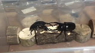 Chalcosoma chiron vs Dorcus titanus palawanicus [upl. by Nell191]