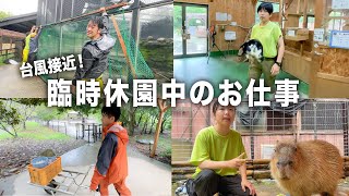 【台風対策】臨時休園中の動物園で飼育員はこんな作業をしています。【飼育員のお仕事】 [upl. by Agarhs]