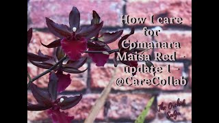 How I care for my Colmanara Maisa Red  Update 1  CareCollab [upl. by Dahsra]