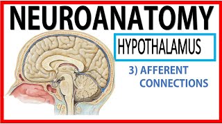 Hypothalamus4 [upl. by Neurath]