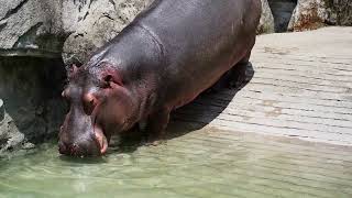 Cute hippopotamus drinking water [upl. by Koziarz129]