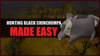 Quick Guide to Hunting Black Chinchompas in OSRS  Hunter Guide [upl. by Adnahsam565]