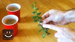 Propagating jade plants using branches stems and leaves [upl. by Juetta]