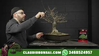 COME SI POTA UN ACERO TRIDENTE BONSAI [upl. by Danyette551]