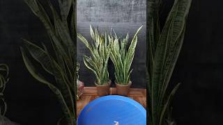 FREE SNAKE PLANTS This SIMPLE Hack Multiplies Your Plants FAST [upl. by Chadd]