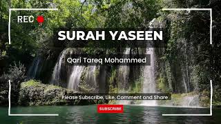 Surah Yaseen  Recitation By Qari Tariq Mohammed [upl. by Ploch818]