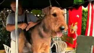 Dogs 101 Airedale Terrier [upl. by Erasme]