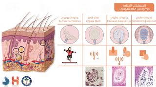 الغدد الزهمية والمستقبلات اللمسية  Sensory receptors amp Sebaceous glands [upl. by Franck]