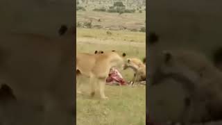 Fighting Over Food shorts animals viralvideo [upl. by Slaughter470]