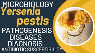 Yersinia pestis bacillus  bubonic plague bacteria  Yersinia pestis pathogenesis [upl. by Agler]