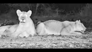 Lionesses Kukuokeli and her daughter at ol Donyo [upl. by Ssilb]