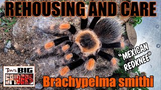 Brachypelma smithi quotMexican Redkneequot Rehouse amp Notes [upl. by Egroj327]