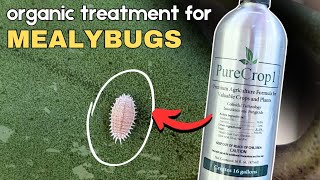 is it worth saving dealing with mealybugs and thrips [upl. by Ternan641]