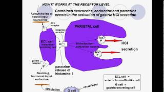 Gastrointestinal Hormones [upl. by Lowry]