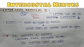 Intercostal Nerves  Part 2  Intercostobrachial Nerve  The Charsi of Medical Literature [upl. by Tertia744]