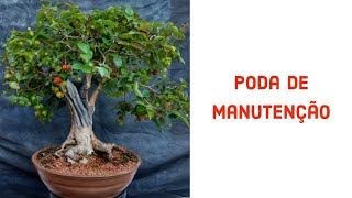 Como podar um BONSAI de PITANGUEIRA [upl. by Trici]