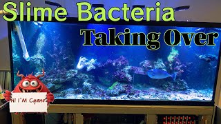 Saltwater Tank with Cyanobacteria [upl. by Lindgren]