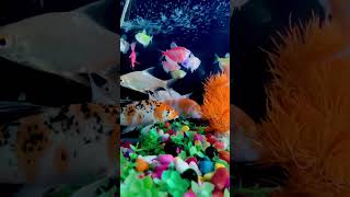 Fish tank setup guide fish aquarium aquariumpets fishing aquaticpets blackmolly minivlog [upl. by Nonnek543]