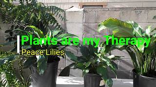 Peace Lily RePotting amp Propagation Part 1 [upl. by Lester]