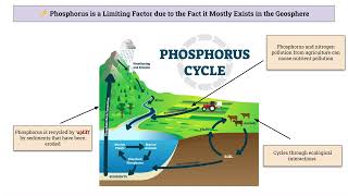 Nitrogen Phosphorus and Water Cycle [upl. by Jegger]