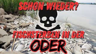 SCHON WIEDER FISCHSTERBEN in der ODER 2024 [upl. by Ssirk]