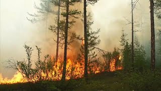 Onda de calor derrete glaciares e incendeia florestas no Ártico [upl. by Hgielrak]