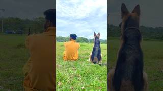 යාලුවෝ දෙන්නා 😍🥰 germanshepherd [upl. by Eelloh2]