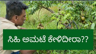 Sweet Indian Hog Plum  ಸಿಹಿ ಅಮಟೆ ಕಾಯಿ  Amtekai ambade pickles organicfarming tropicalfruit [upl. by Kciredec]