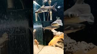 😱 black Shark fish aquarium [upl. by Arihay]