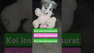 2 Month puppy cultural spitz dog puppydogandpuppycat dogloverpuppyt [upl. by Godderd226]