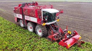 Harvesting Beet w Self Propelled 6 Row Harvester [upl. by Rozanne600]