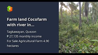 Farm land Cocofarm with river in Tagkawayan Quezon near Bicol [upl. by Moynahan]