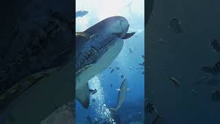 WorldClass Tiger Shark Sightings Await🦈🌟🐬🦈🤿🌊shorts shortsfeed shortvideo viralvideo trending [upl. by Nannah]