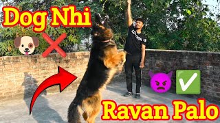 Dog🐶 Nhi Ravan😈 Palo  ye Dog Nhi Ravan h German Shepherd Dog  ankitup60 germanshepherd [upl. by Paxton]