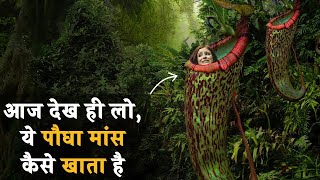 10 माँस खाने वाले पौधे  10 Carnivorous plant eating animals [upl. by Gabbie819]