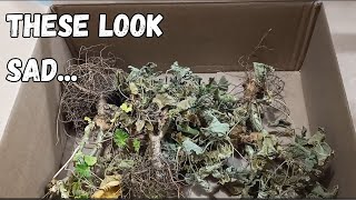 Did My Overwintering Geraniums DIE  What To Look For [upl. by Leile]