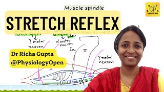 Stretch reflex muscle spindle physiology  alpha gamma coactivation  CNS physiology [upl. by Harol]