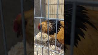 Belgian bantam chicken class winner chickens bantam [upl. by Meldon110]