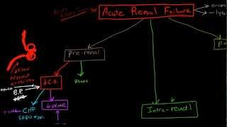 Pathophysiology of Acute Renal Failure [upl. by Amluz]