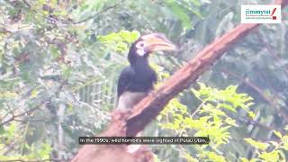 Oriental Pied Hornbill in Gillman Barracks hill forest [upl. by Bergerac]