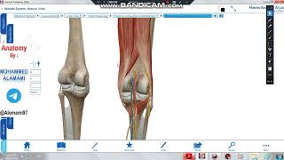 Anatomy of the lower limb  Lecture 5 Popliteal fossa and anterior compartment of the leg [upl. by Eerihs]