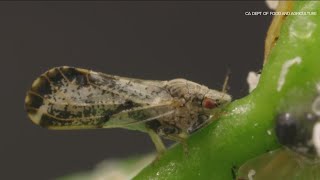 Asian citrus psyllid spreads devastating disease to citrus trees [upl. by Ollehcram]