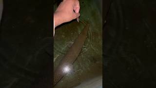 Tiger Fish Diya Aaj Copper Ko alligatorgarfish monsterfish tigerfish nature shorts [upl. by Veljkov595]