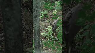 Maine deer kill with a bow expandedarchery shorts [upl. by Zosi]