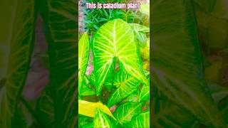 Caladium plant Indoor plant ☘️caladium plantcareindoorplants viralshortstrendingshorts [upl. by Oirasan603]